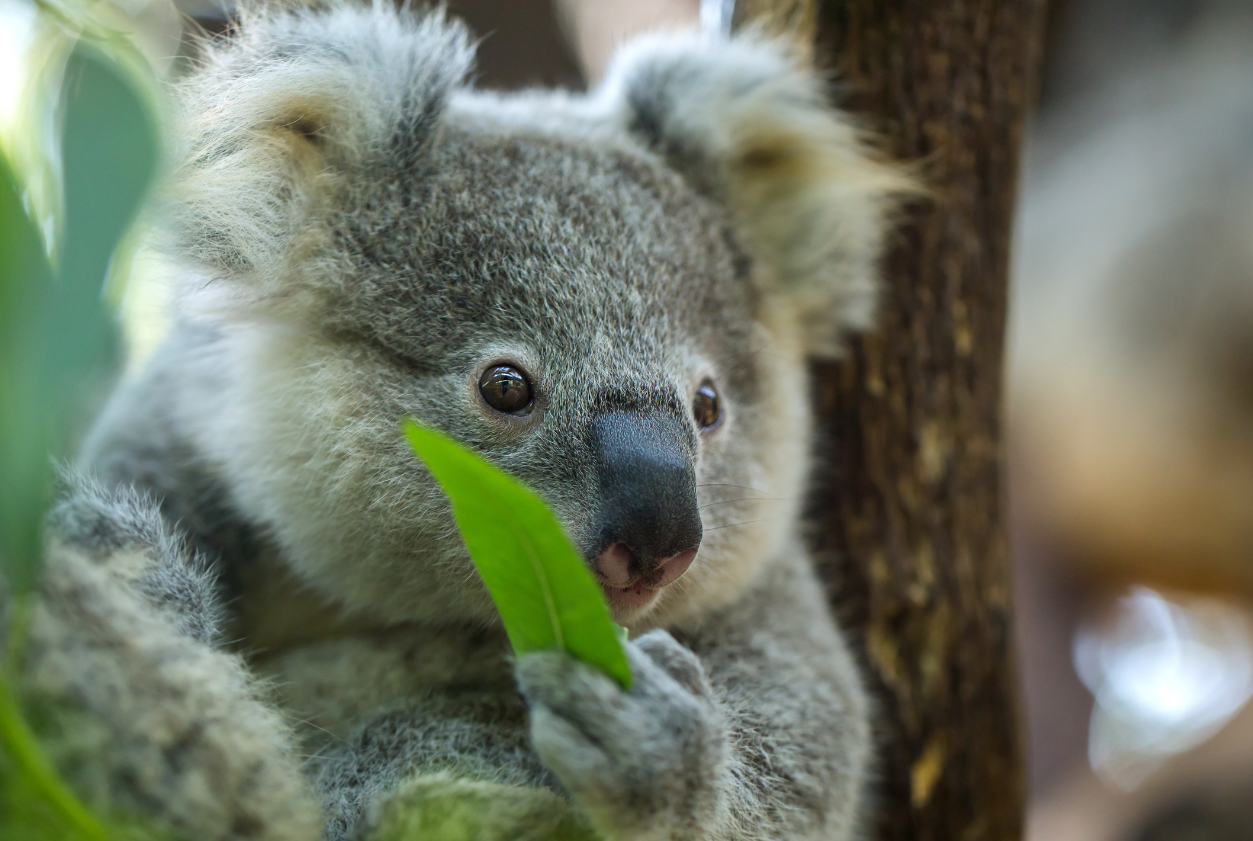 The complete Guide to Eucalyptus Oil. Blue Eucy Australian Oils